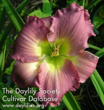 Daylily Lavender Passion
